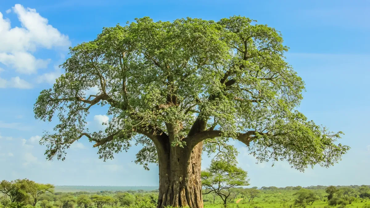 Tarangire National Park