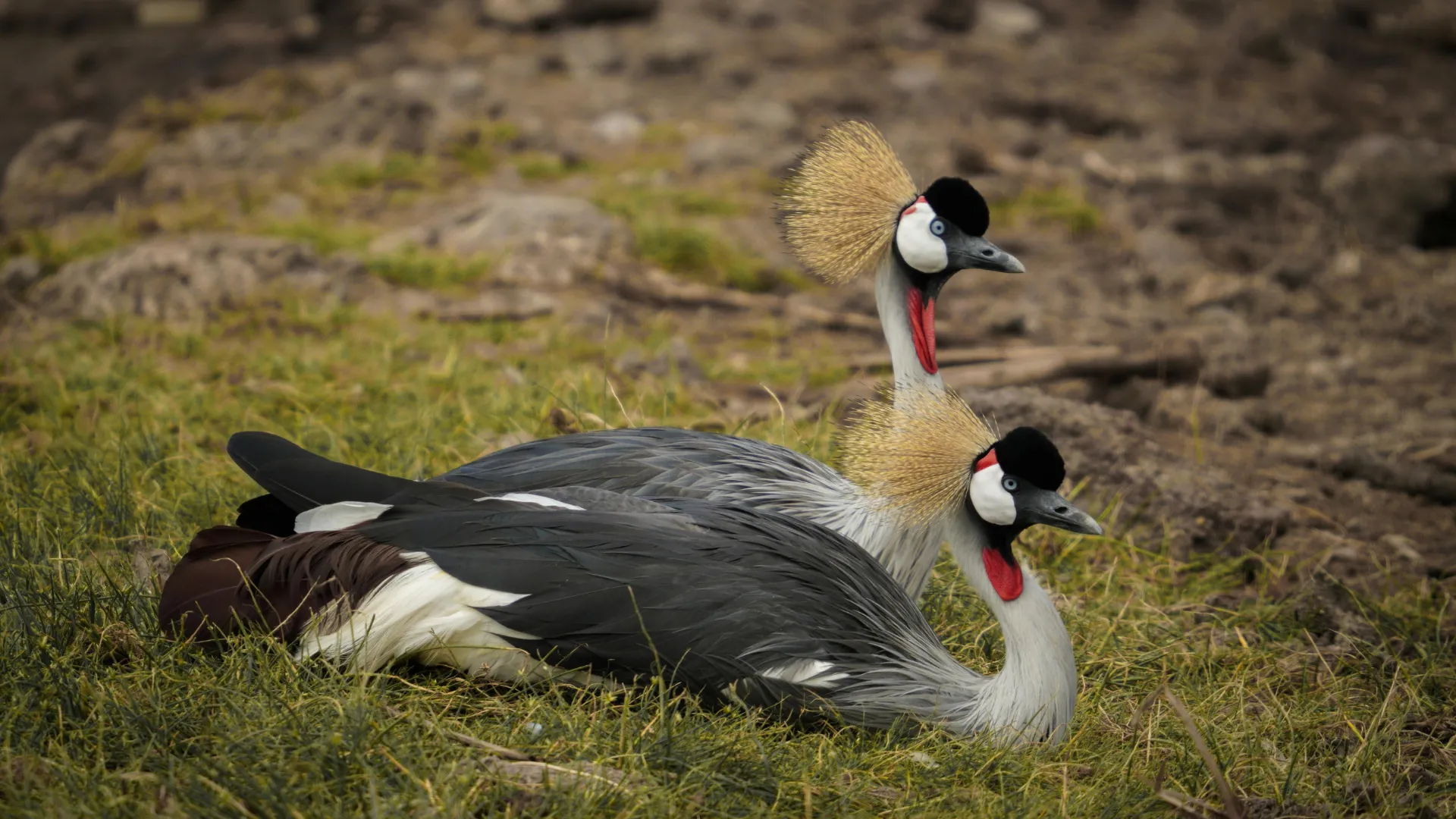 5-Day Budget Serengeti & Ngorongoro Safari