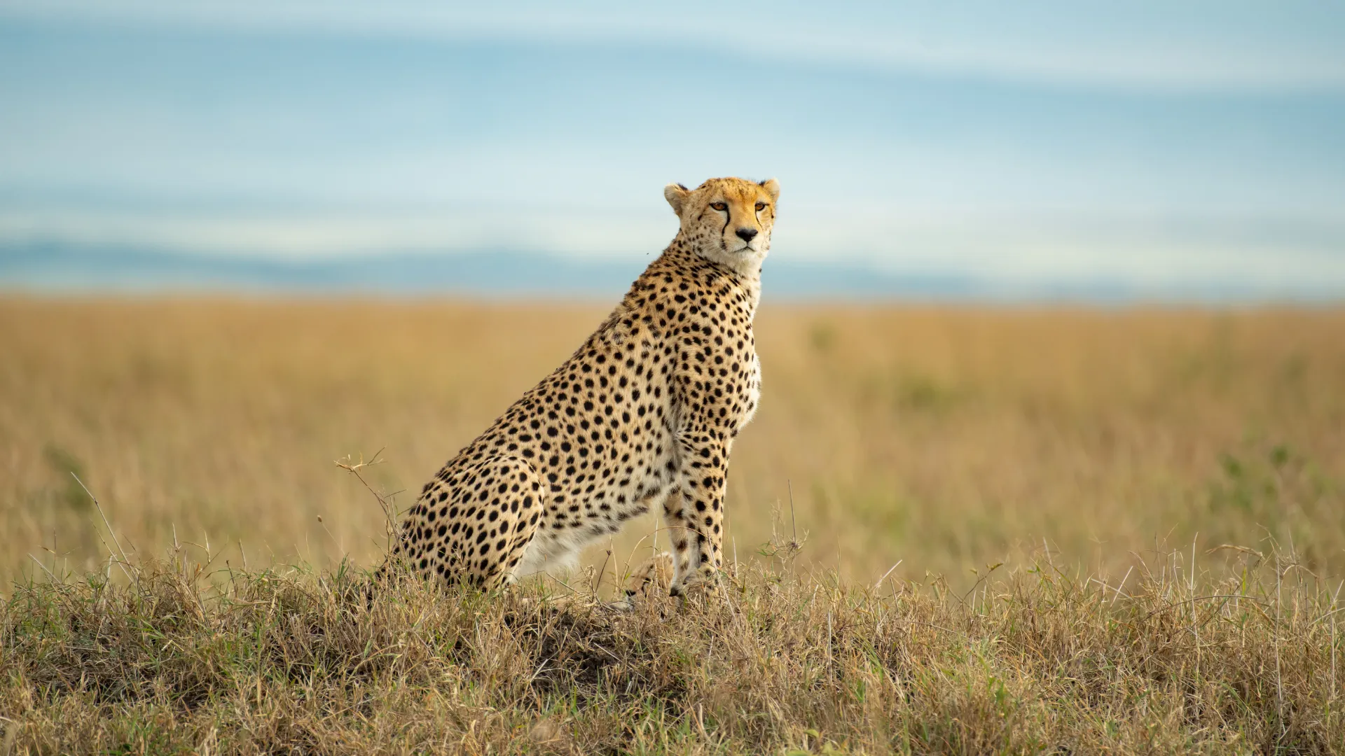 3-Day Luxury Serengeti Fly-In Safari