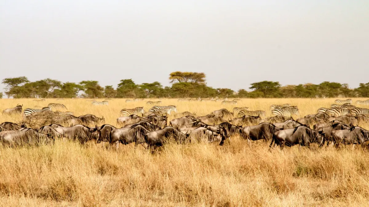 5-Day Midrange Northern Circuit Safari