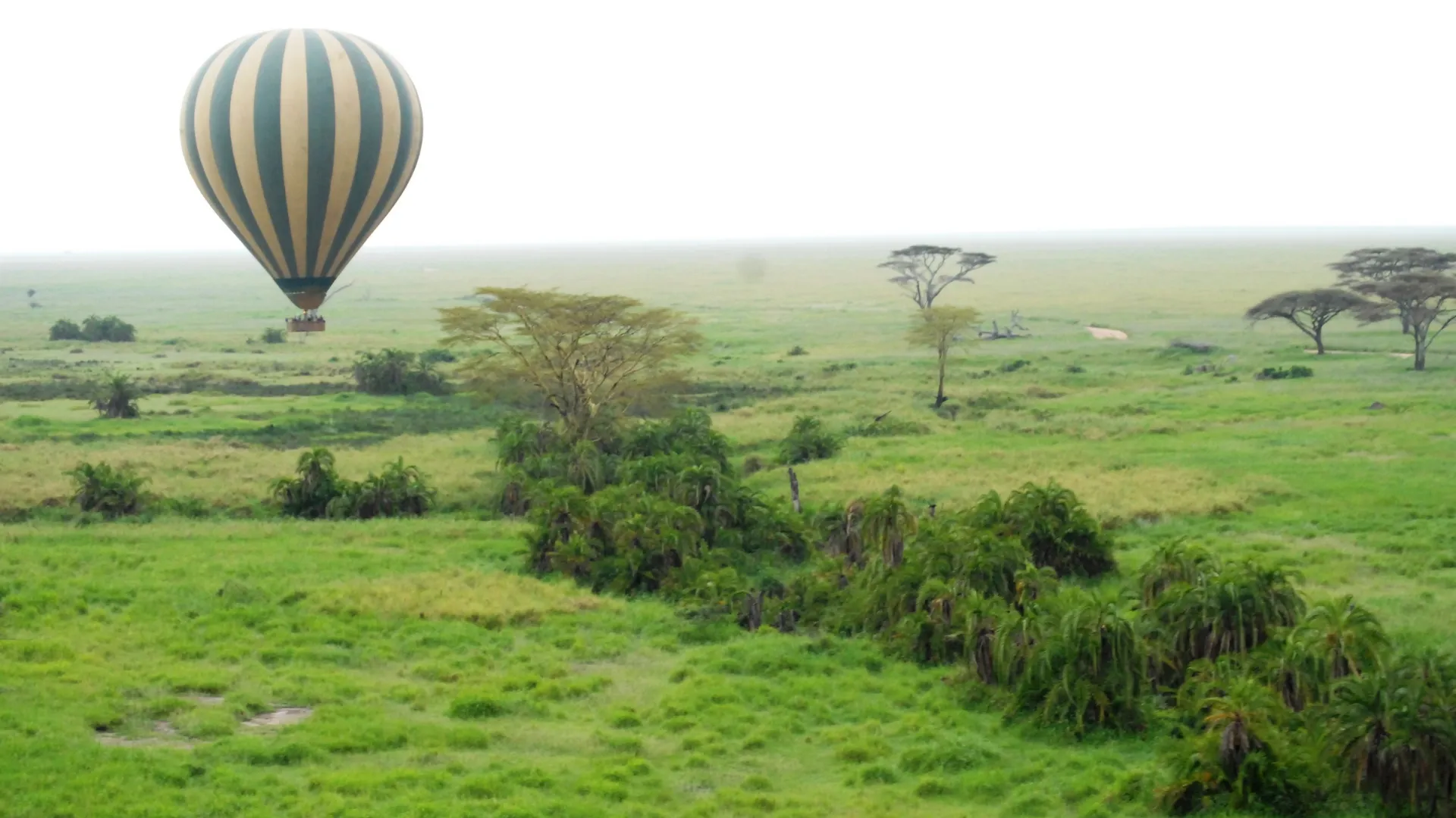 Serengeti Balloon & Wildlife