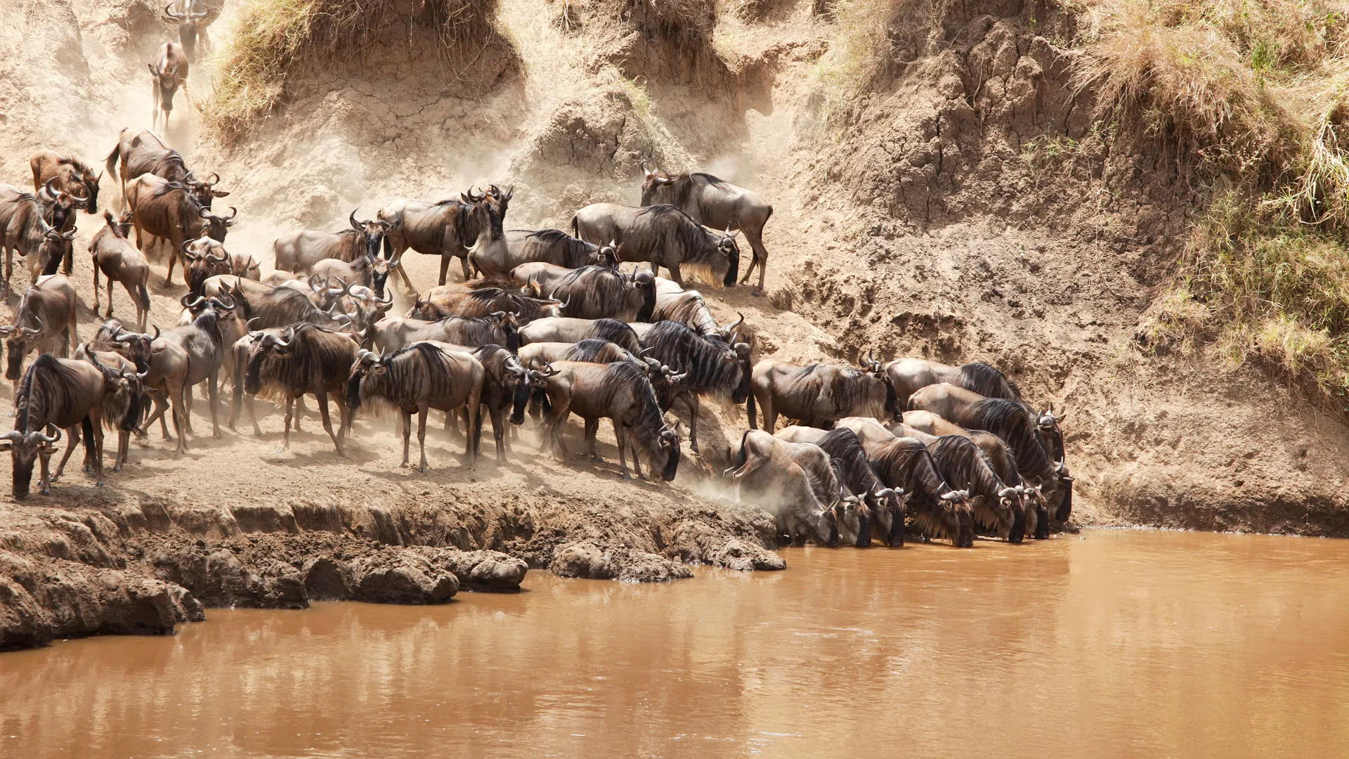 Great Wildebeest Migration: Complete Guide to Nature's Greatest Show