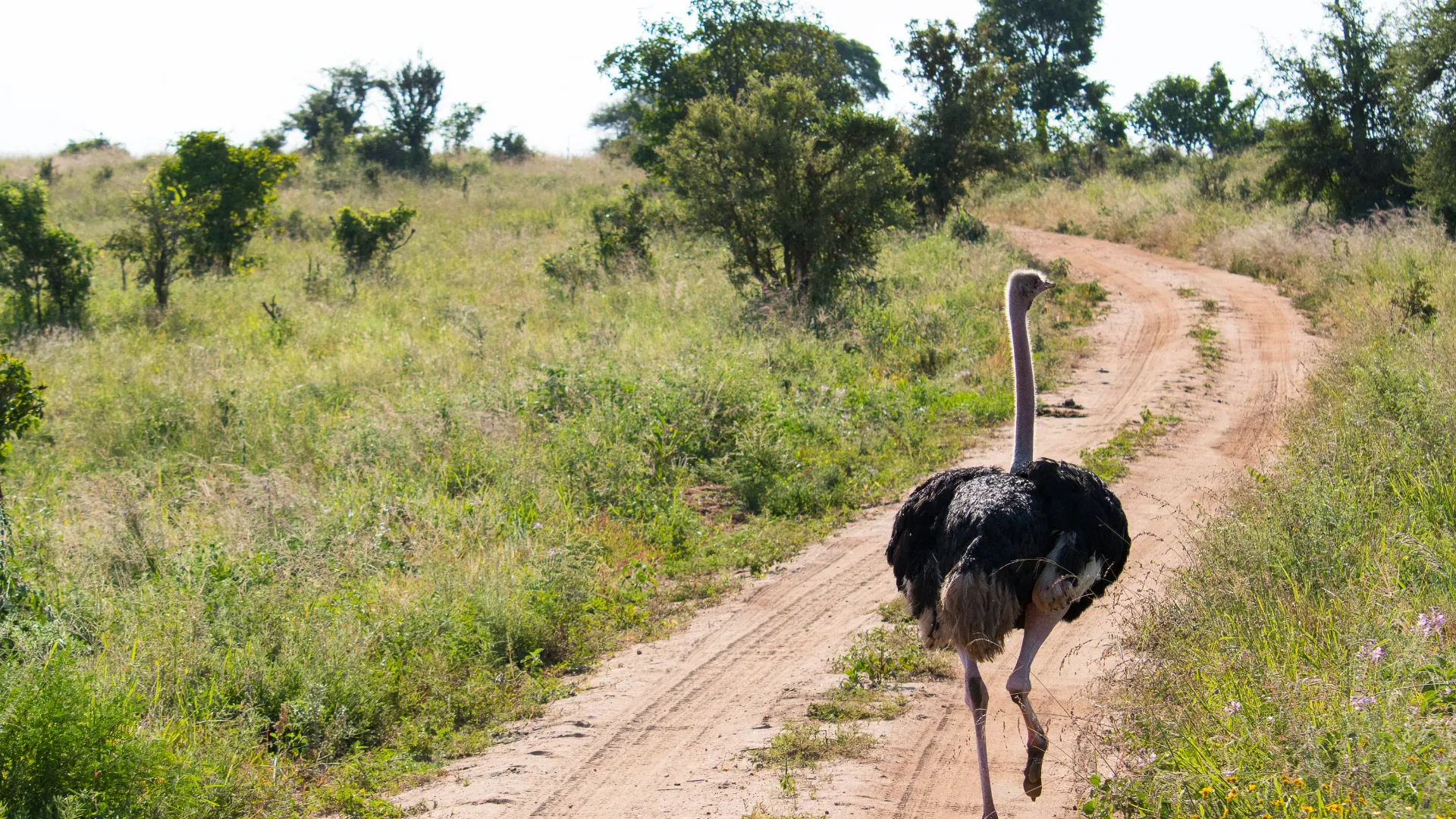 3-Day Budget Ngorongoro and Lake Manyara Safari