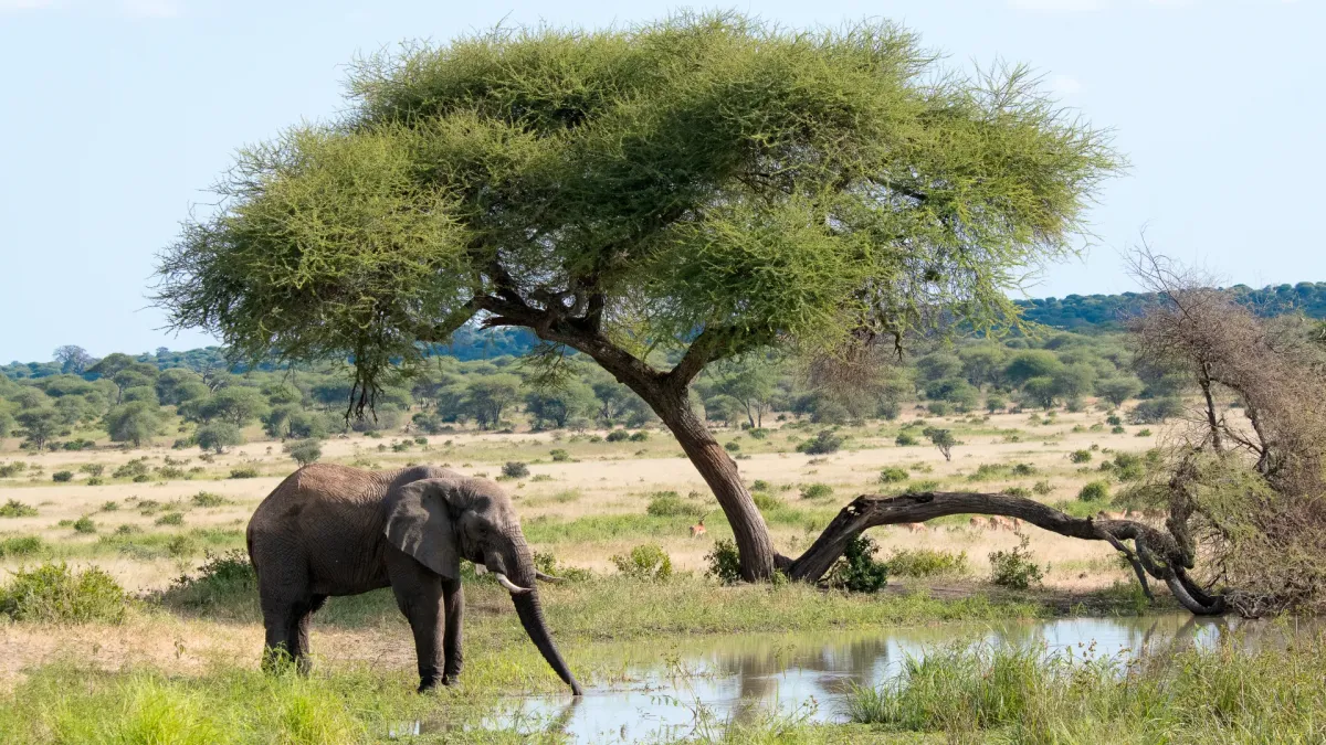 3-Day Midrange Ngorongoro & Tarangire Safari