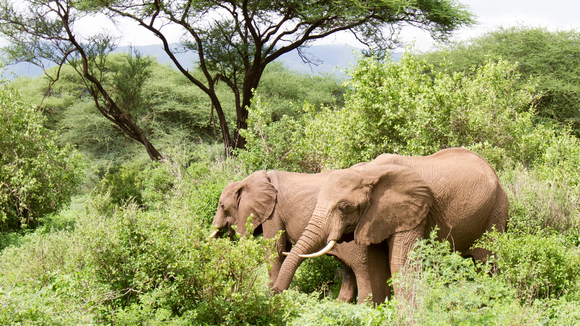 2-Day Budget Tarangire & Lake Manyara Safari