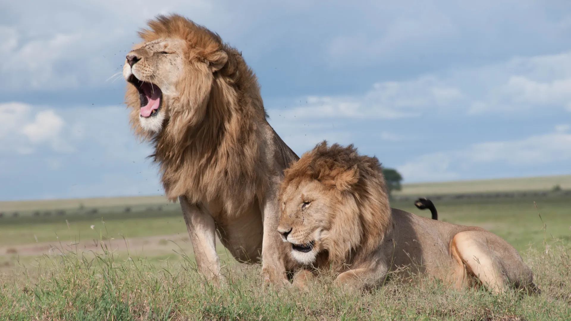 Big Five Safari Tanzania: Where to See Lions, Elephants, Rhinos, Leopards & Buffalo