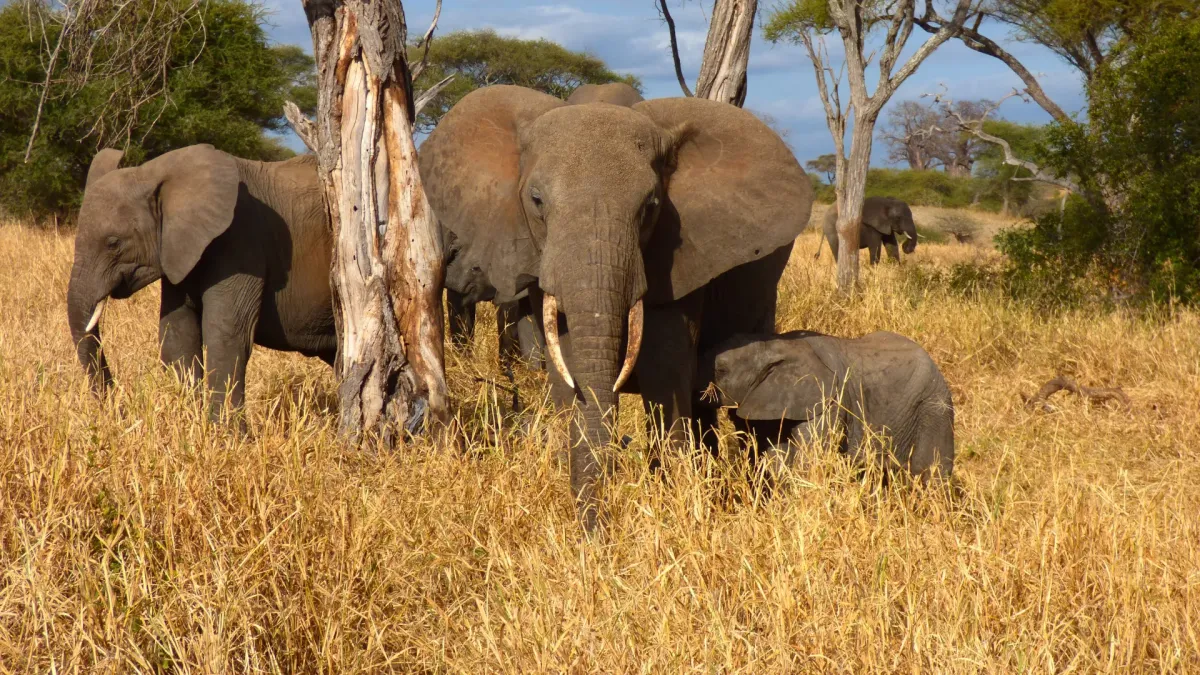 2-Day Budget Tarangire & Lake Manyara Safari