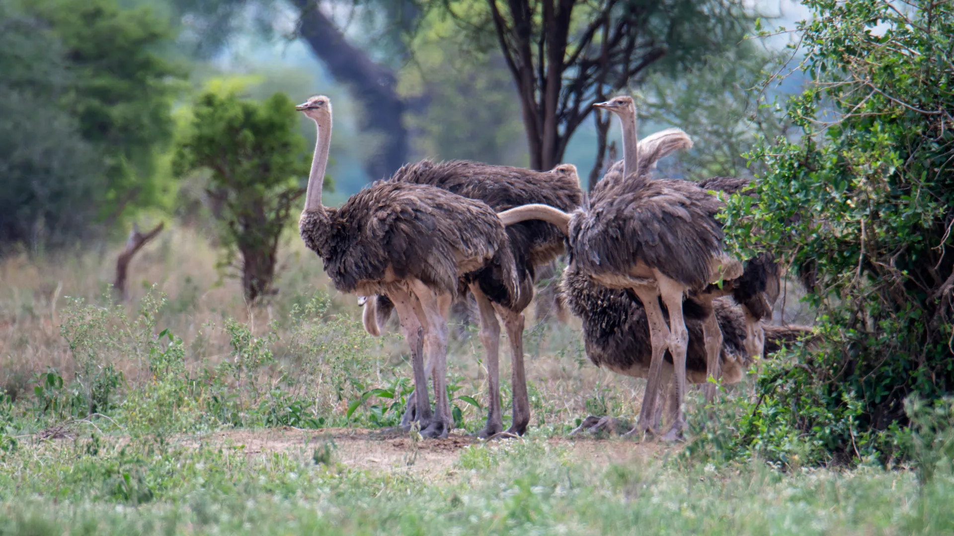 3-Day Budget Lake Manyara & Ngorongoro Safari