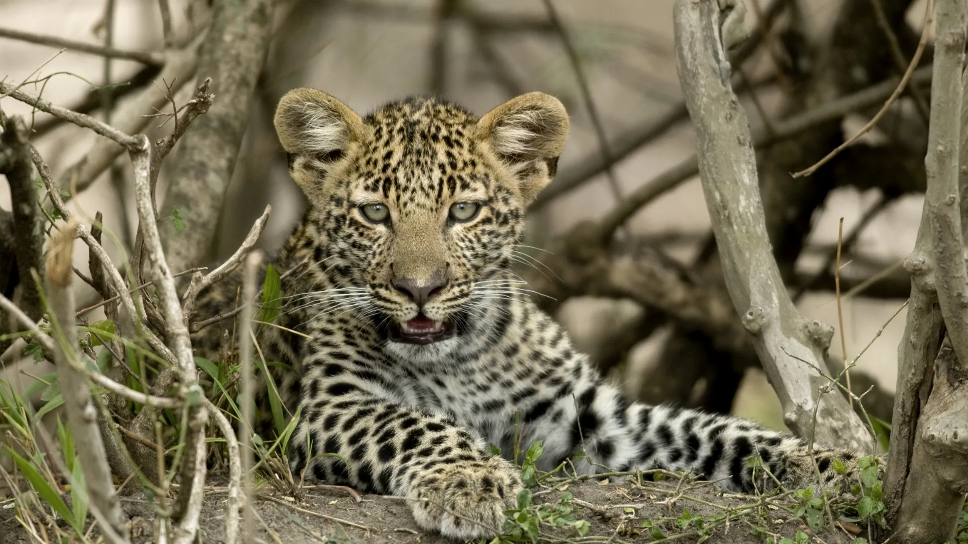 Wildlife Safaris