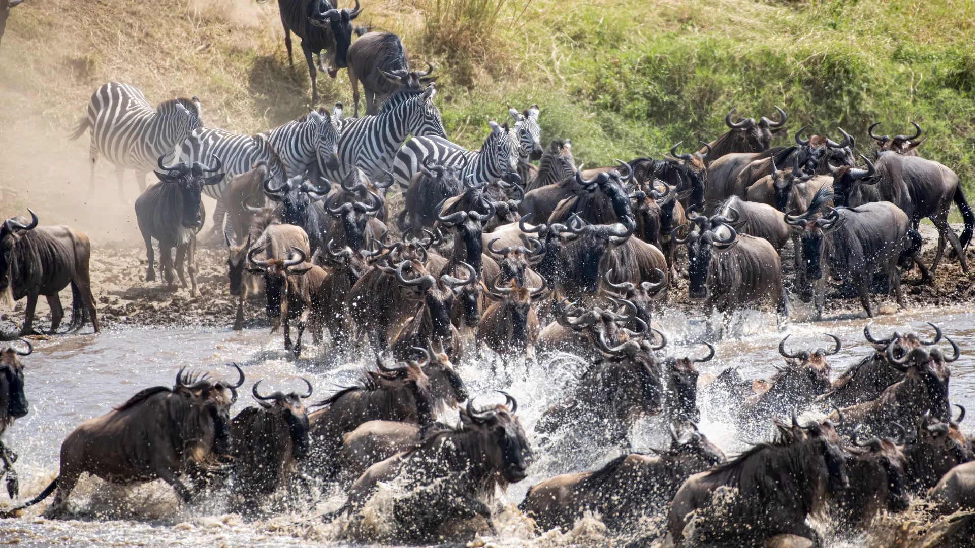 4-Day Budget Serengeti Migration Safari
