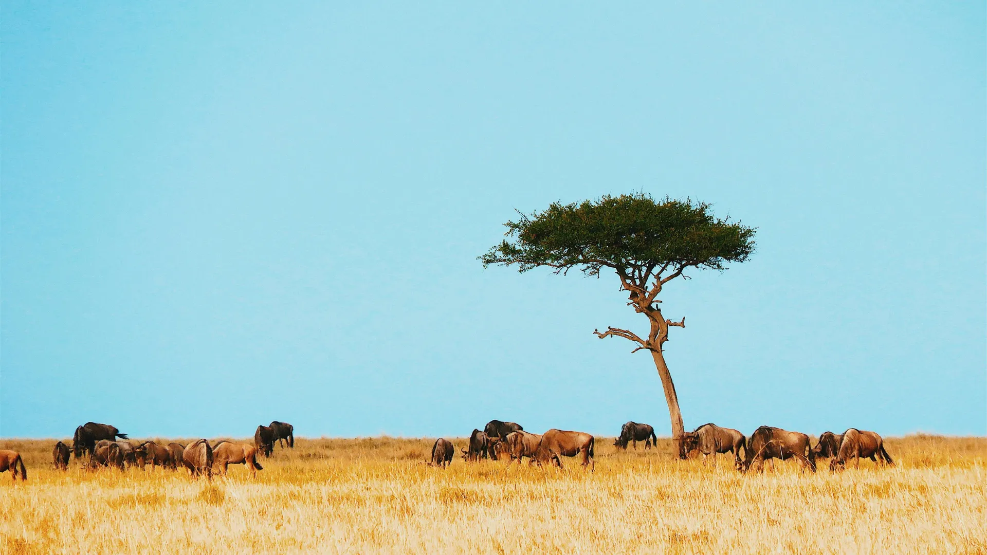 10-Day Ultimate Tanzania Safari and Zanzibar Beach