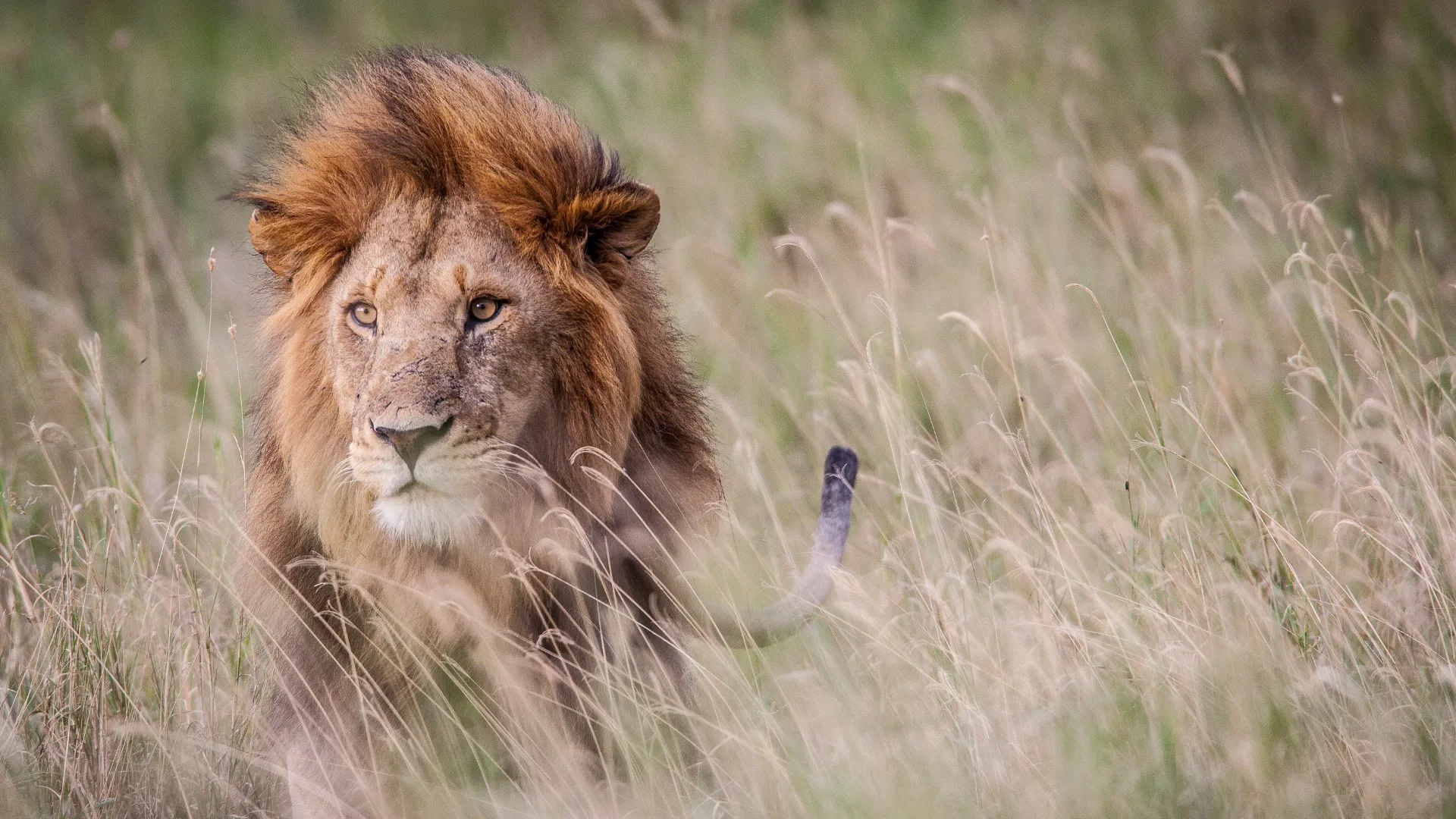 4-Day Luxury Serengeti Private Villa Safari