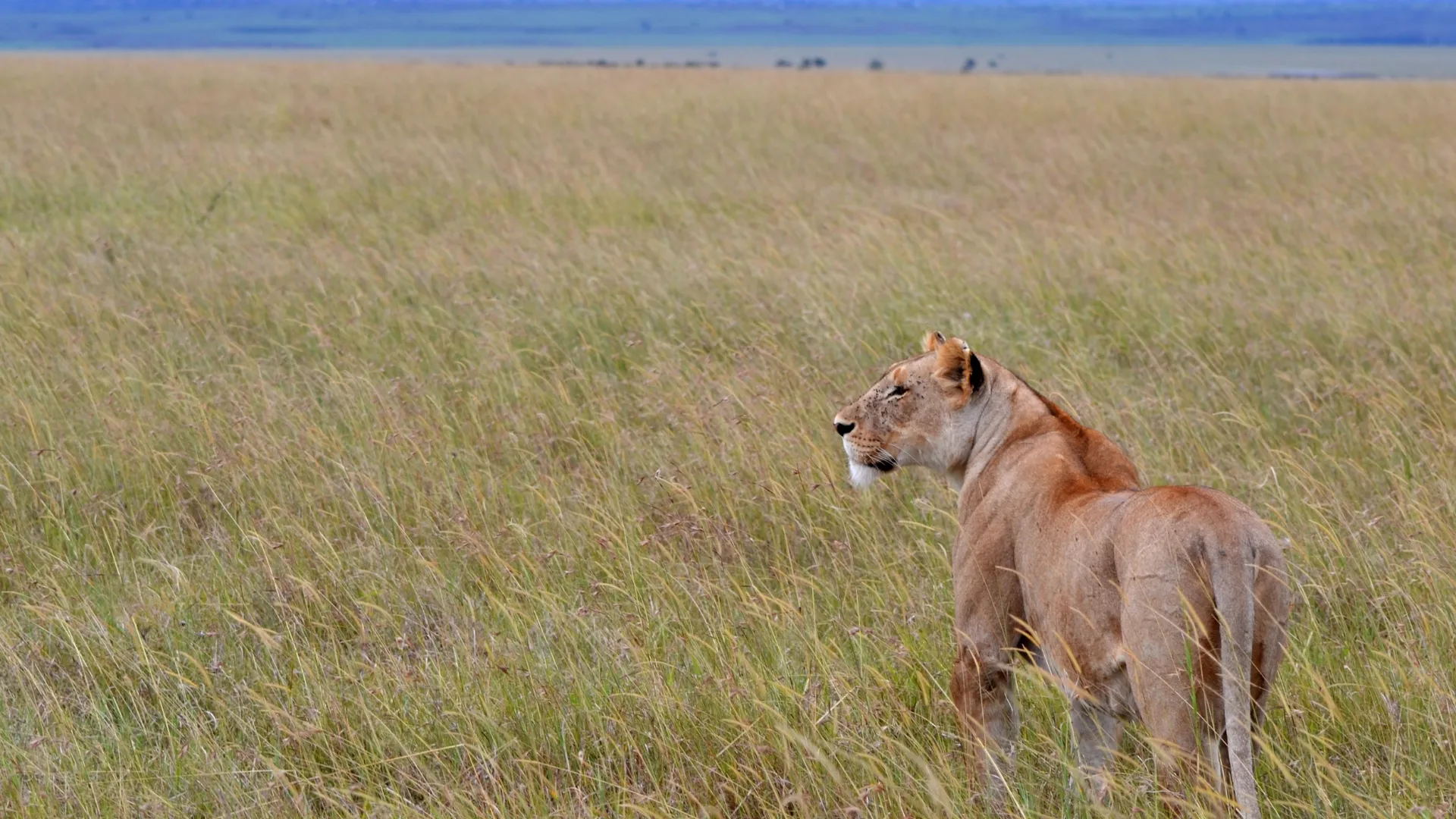 6-Day Budget Grand Northern Safari