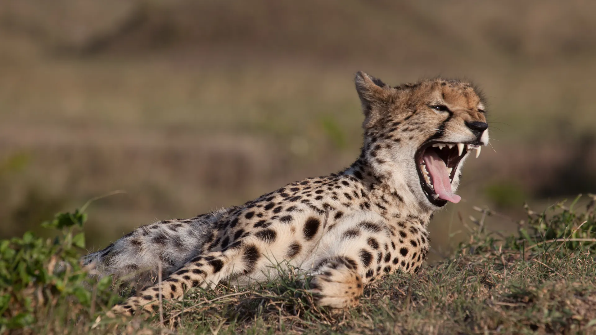 Tanzania Safari Tours with Mshele Tanzania Adventures