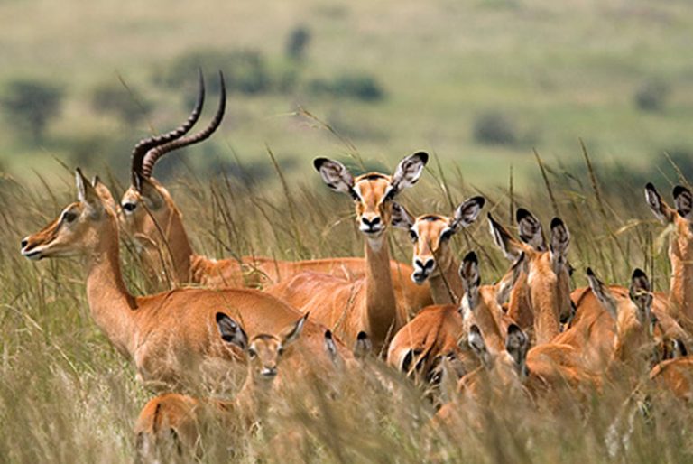 Ruaha National Park