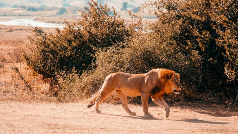 Nyerere National Park