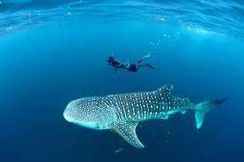Mafia Island, situated off the coast of mainland Tanzania in the Indian Ocean, is a hidden gem renowned for its pristine coral reefs