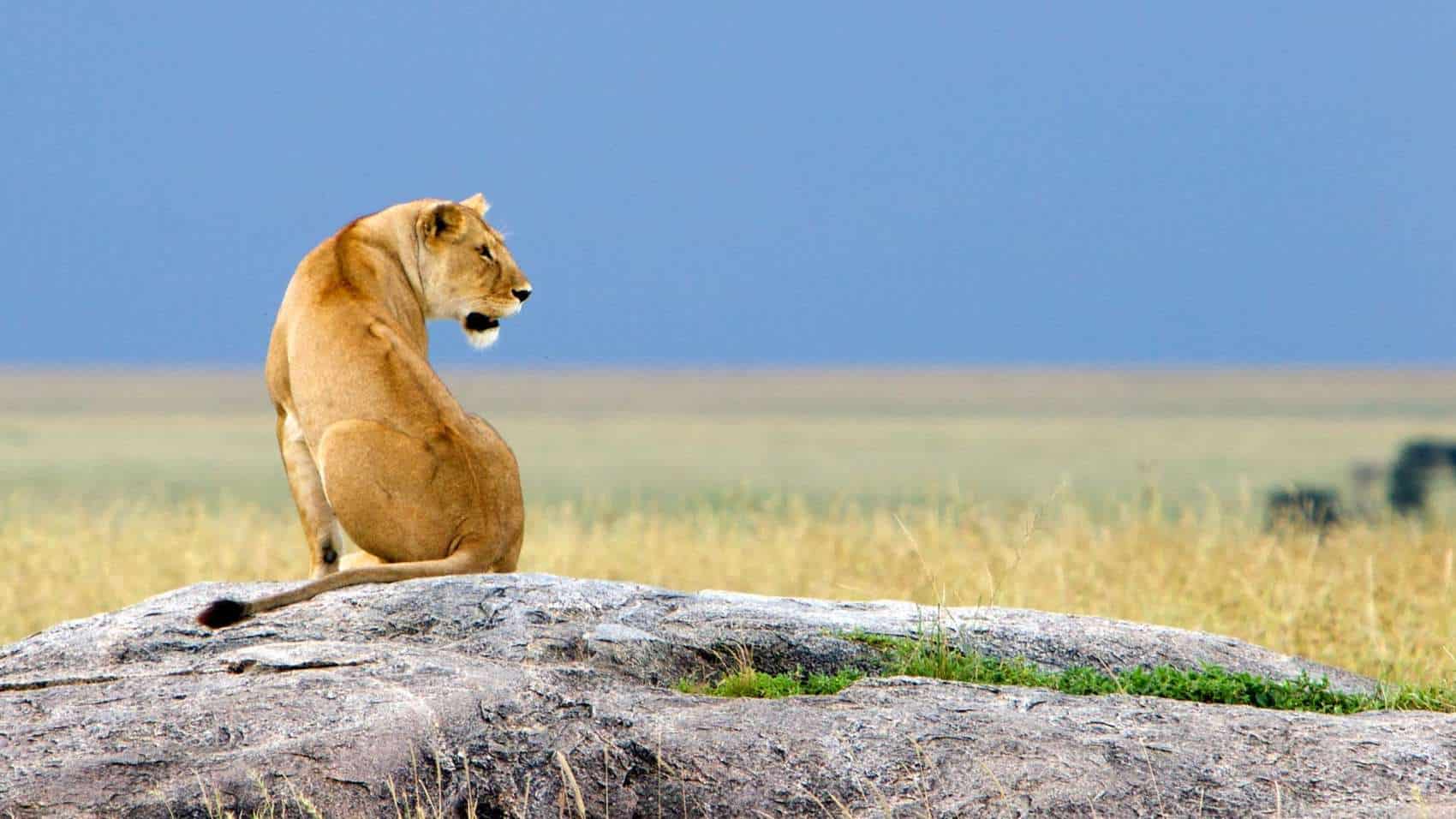 100484_serengeti-5
