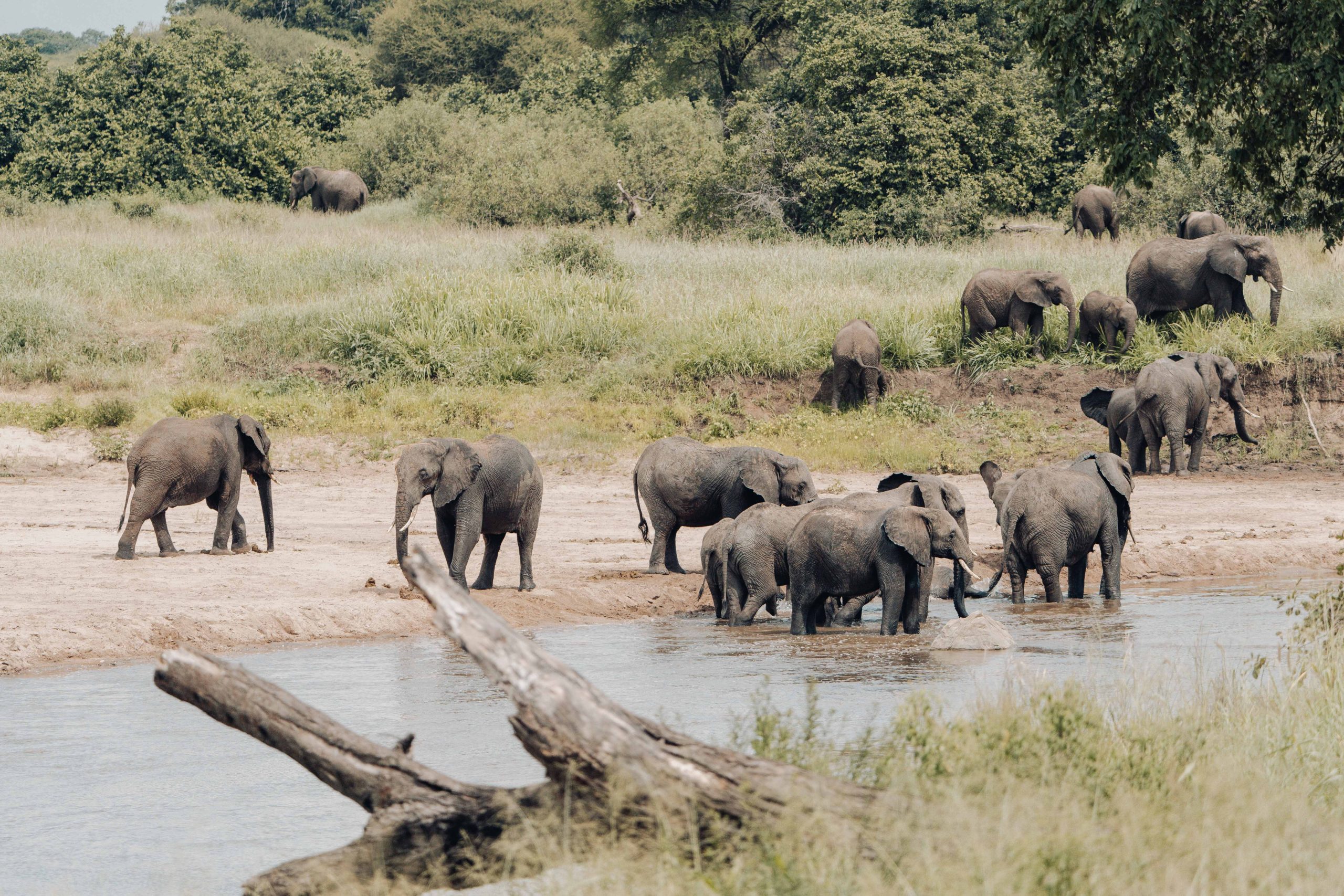 contact Tanzania safari tours company