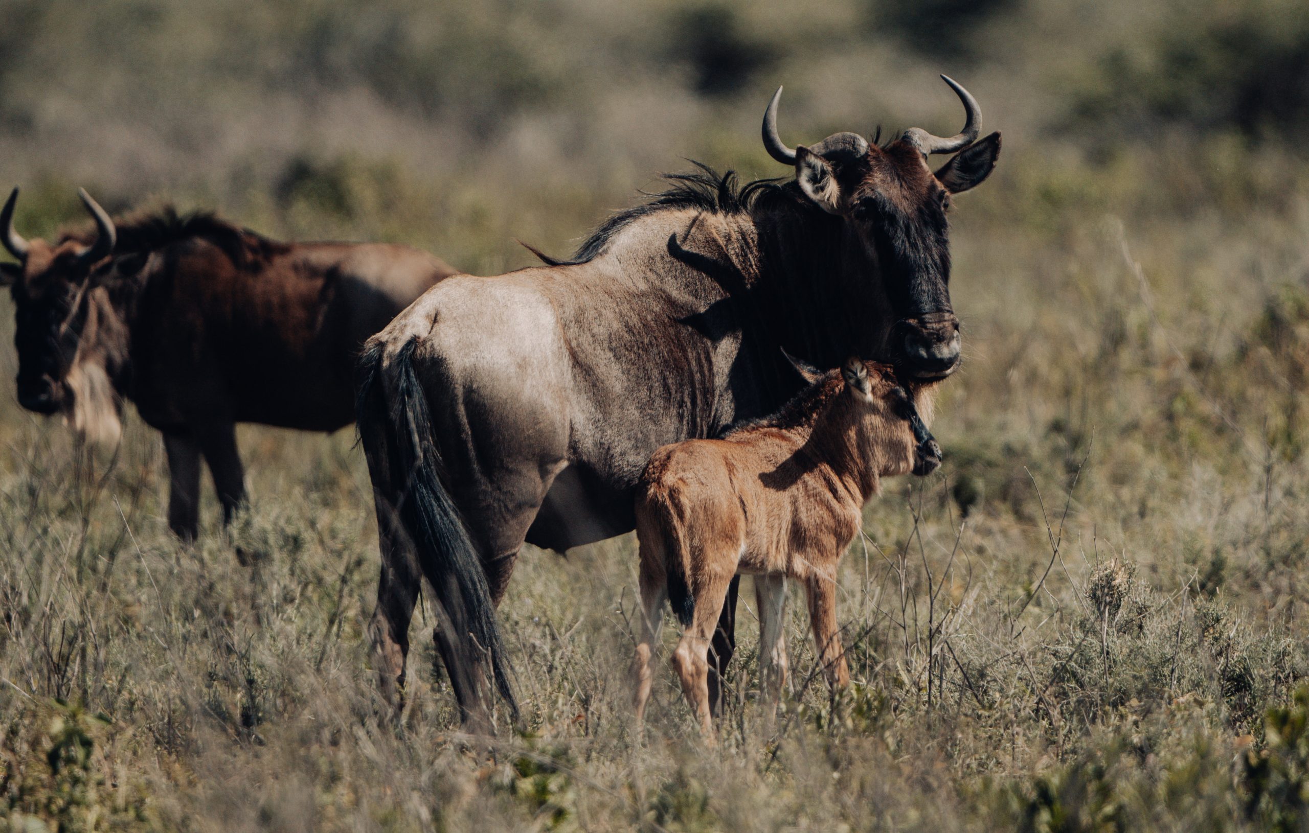 Serengeti National Park, located in northern Tanzania, is one of the most famous wildlife sanctuaries in the world.