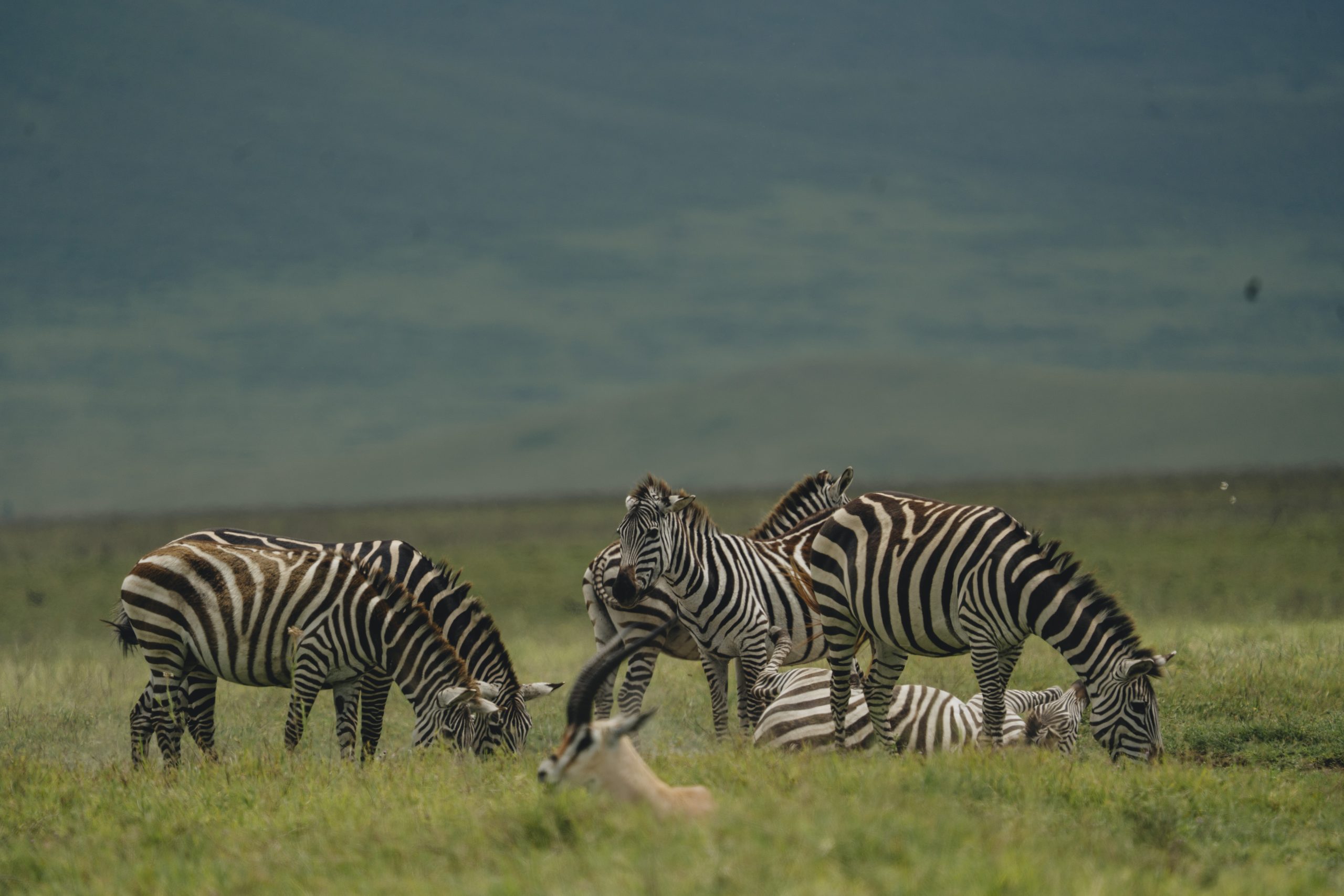 The Ngorongoro Conservation Area, located in northern Tanzania, is a UNESCO World Heritage Site renowned for its stunning landscapes and diverse wildlife
