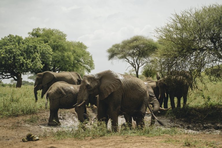 Safaris