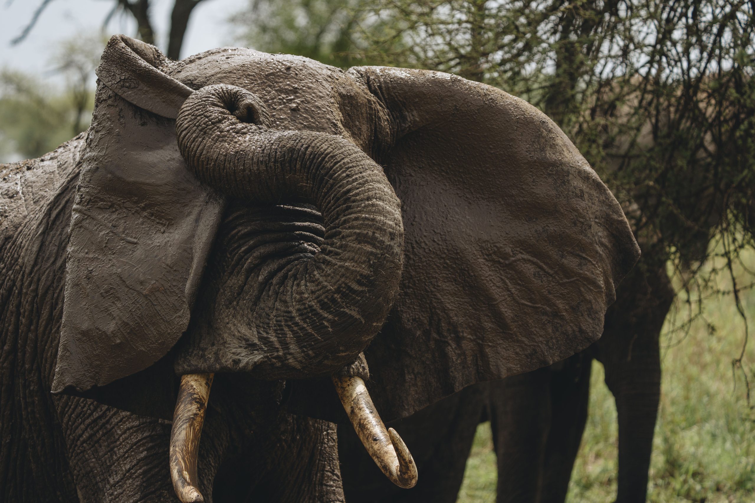 Tarangire National Park, nestled in northern Tanzania, is renowned for its breathtaking landscapes and diverse wildlife.