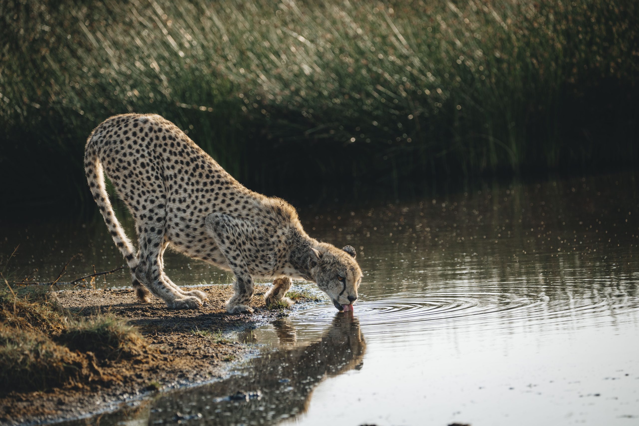 Tanzania safari contact details