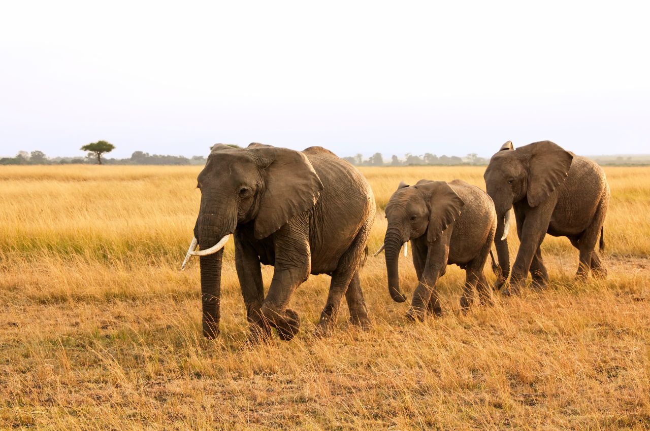 Tanzania Safaris (43)