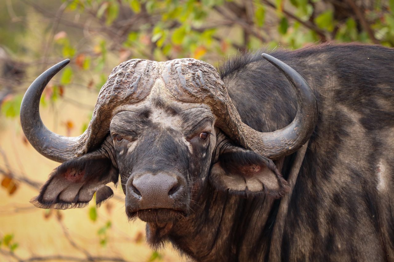 Tanzania Safaris (44)