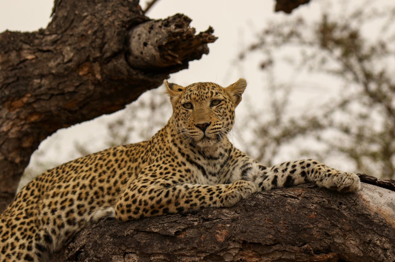 6 Days Budget Smart Safari