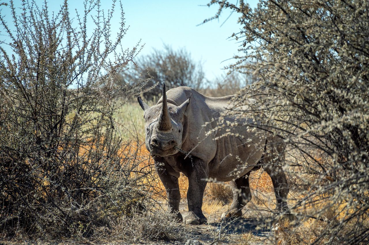 Tanzania Safaris (46)