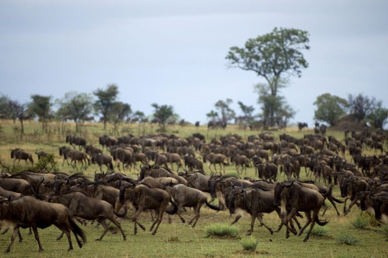 7 Days Great Migration Safari — Semi Luxury