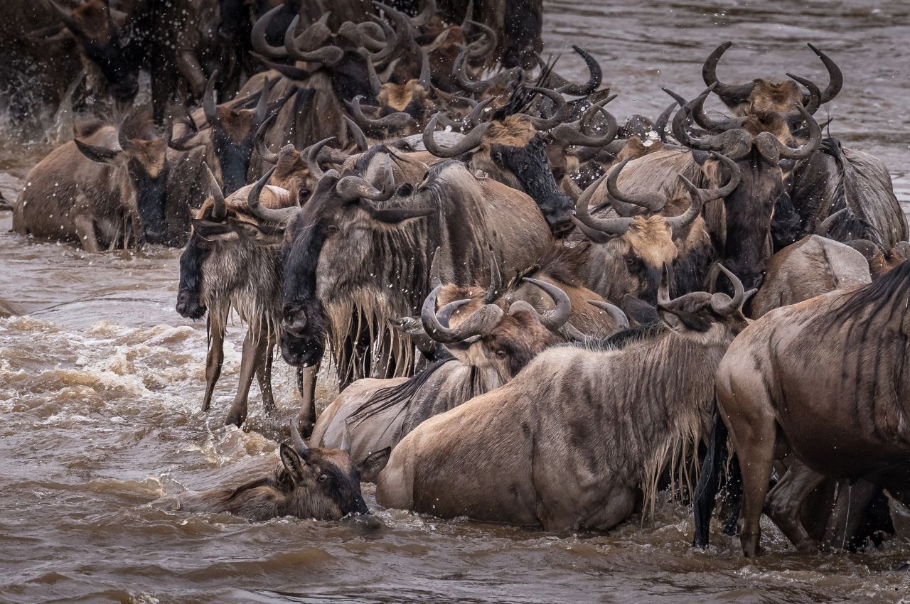 Tanzania Safaris (48)