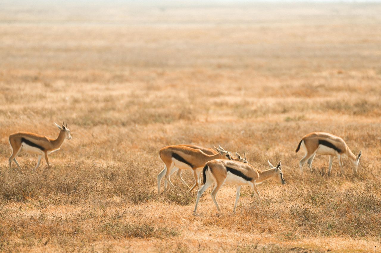 Tanzania Safaris (49)