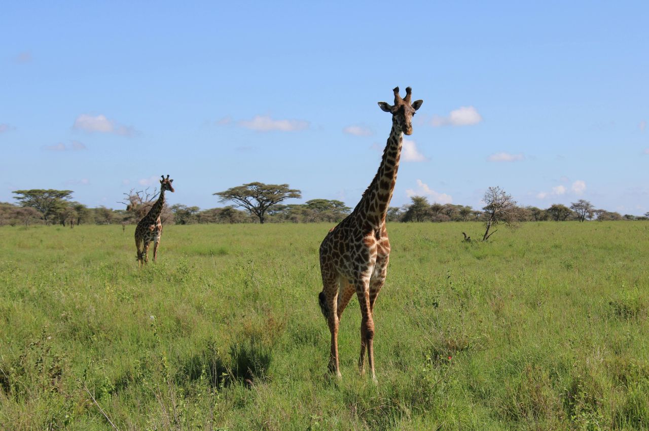 Tanzania Safaris (50)