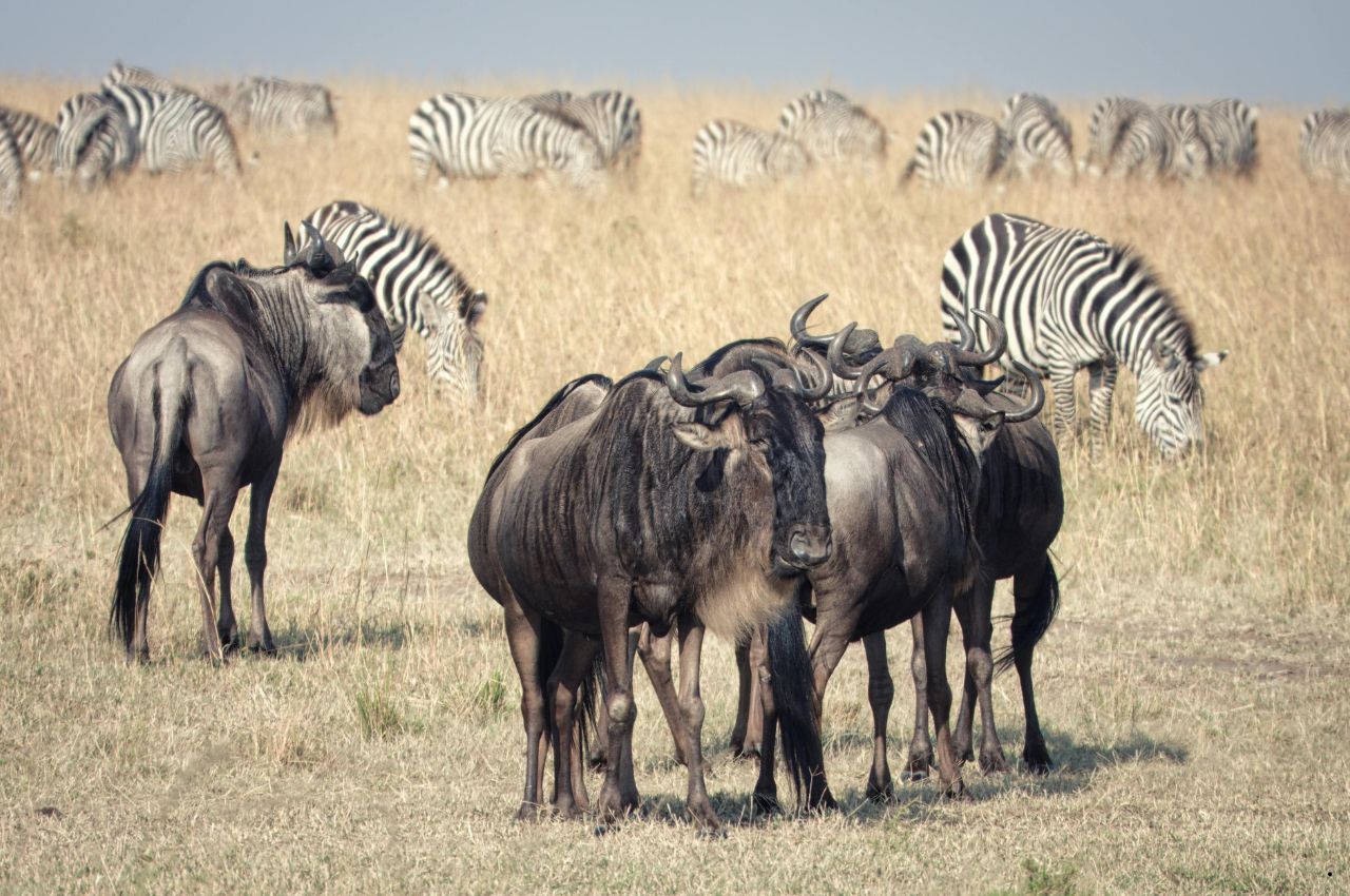 Tanzania Safaris and Zanzibar (11)