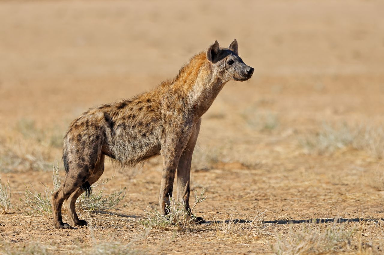 Tanzania Safaris and Zanzibar (12)