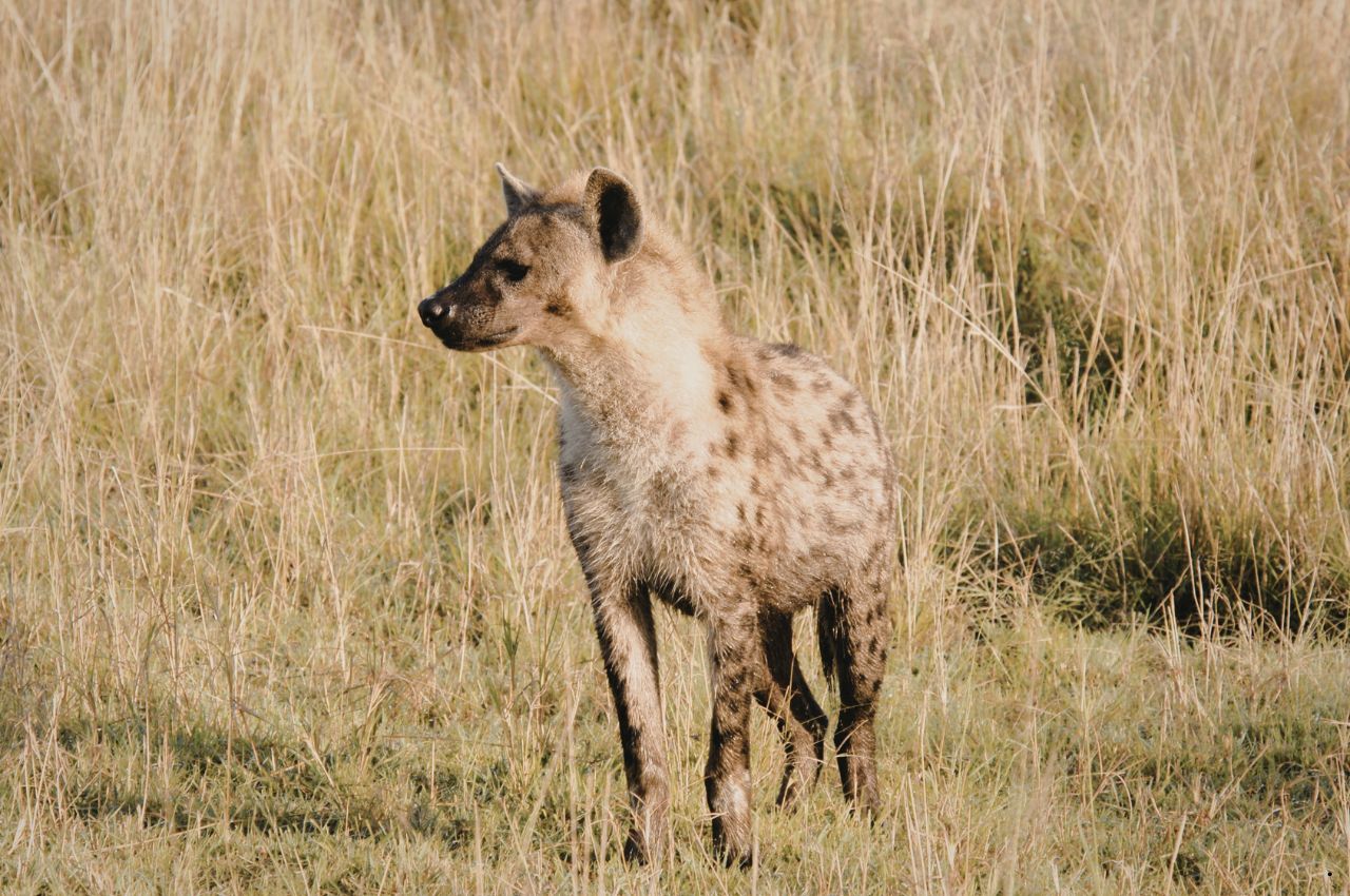 Tanzania Safaris and Zanzibar (13)