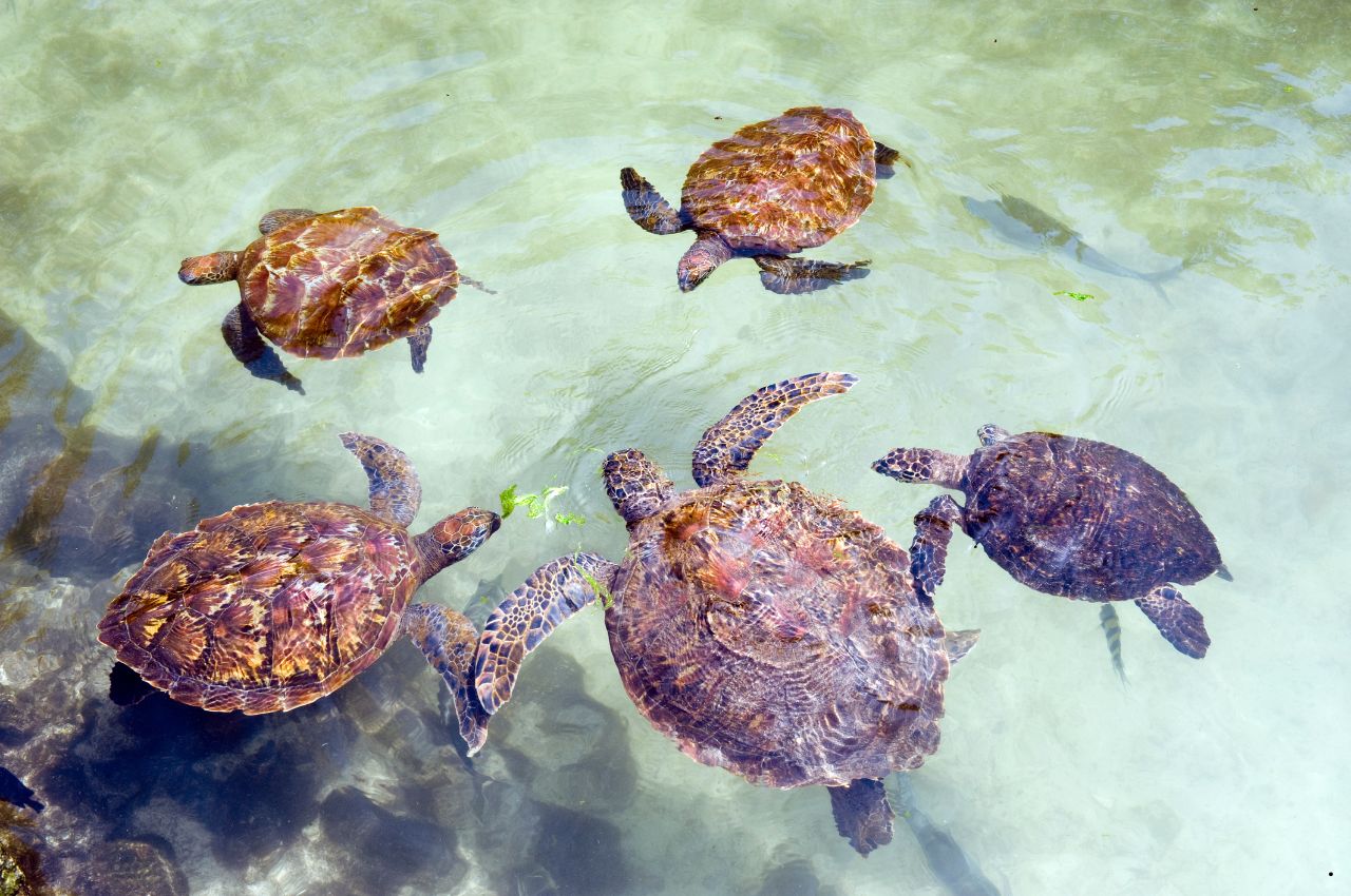 Tanzania Safaris and Zanzibar (2)