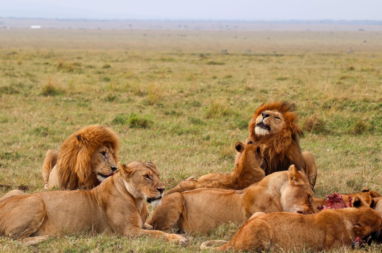 Tanzania Safaris and Zanzibar (3)