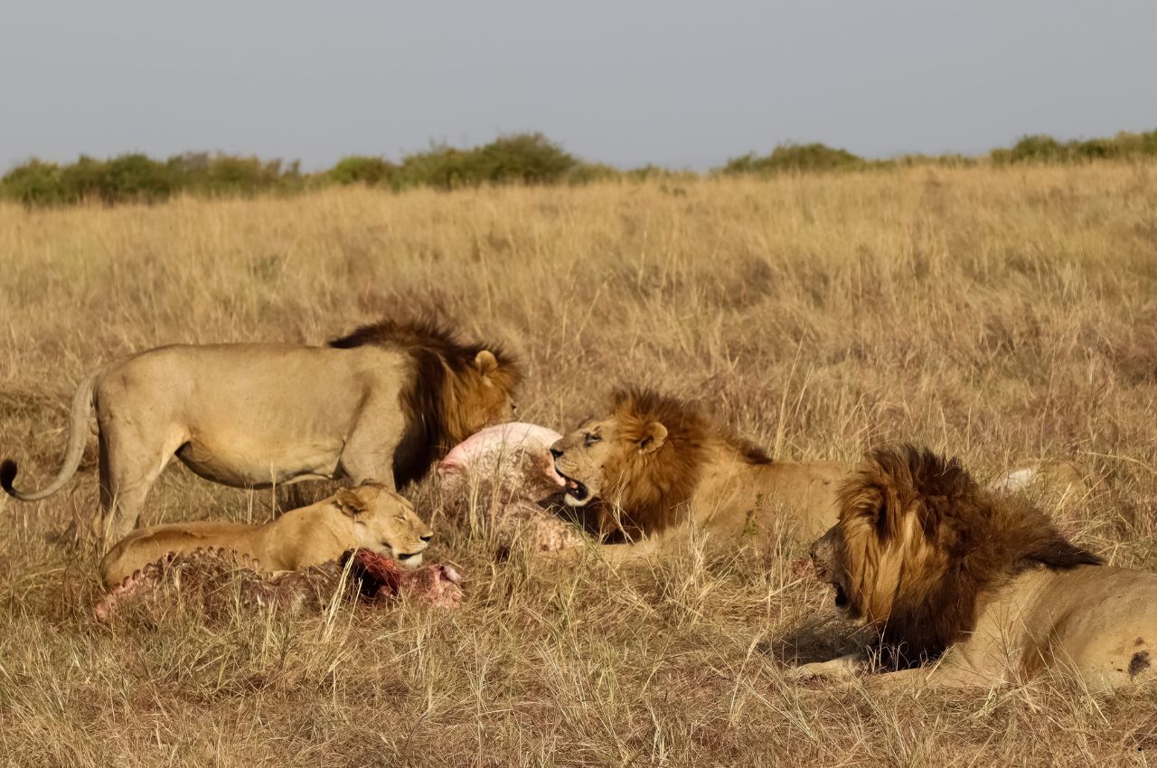 Tanzania Safaris and Zanzibar (4)