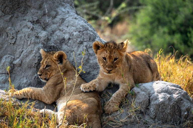 7 Days Big Five Classic Safari — Semi Luxury