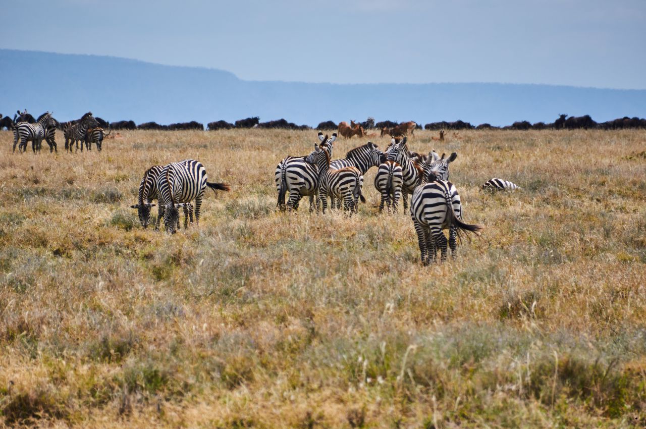 Tanzania Safaris and Zanzibar (7)
