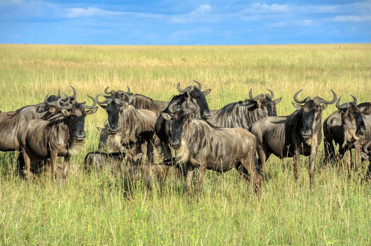 10 Days Great Migration + Zanzibar — Semi Luxury